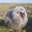 Baby snowy owl is hungry.